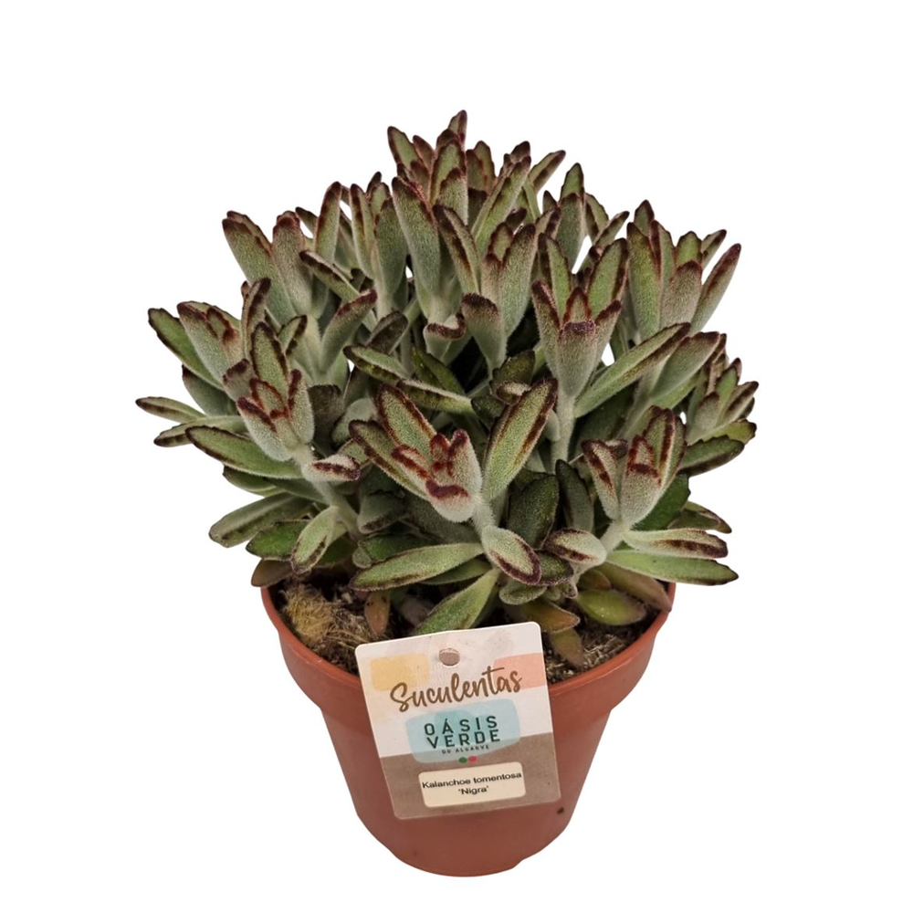Kalanchoe Tomentosa Nigra - 1154.
