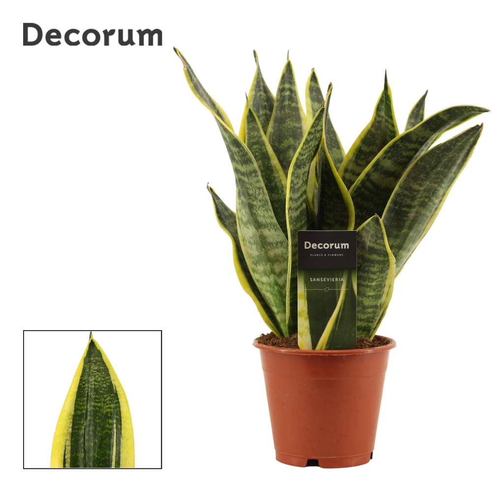 Sansevieria Superba 12 cm (Decorum).