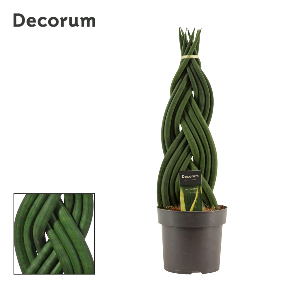 Sansevieria cylindrica 17 cm braid (Decorum).