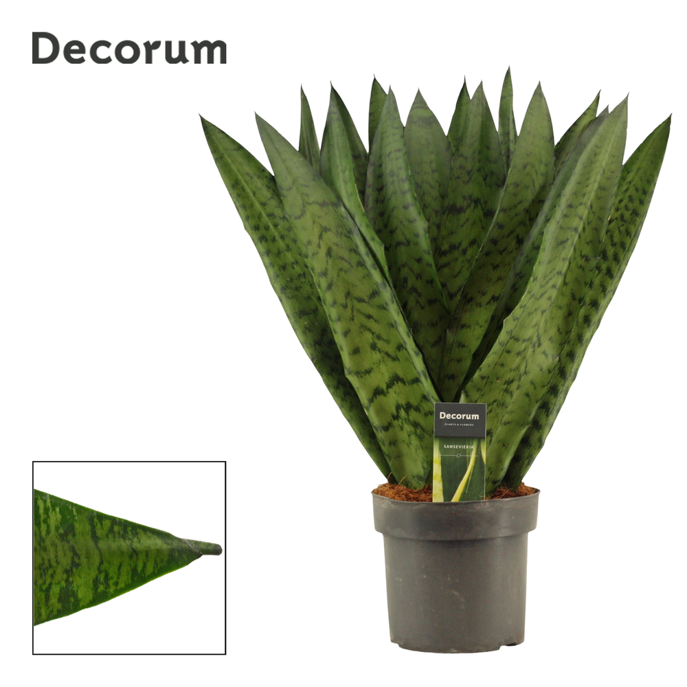 Sansevieria Zeylanica Fan 17 cm (Decorum).