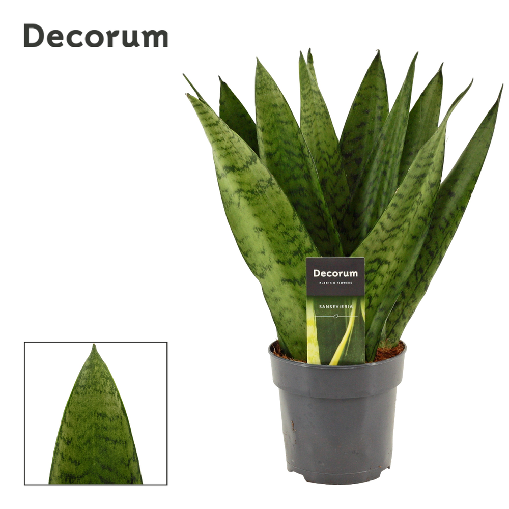 Sansevieria Zeylanica Fan 12 cm (Decorum).