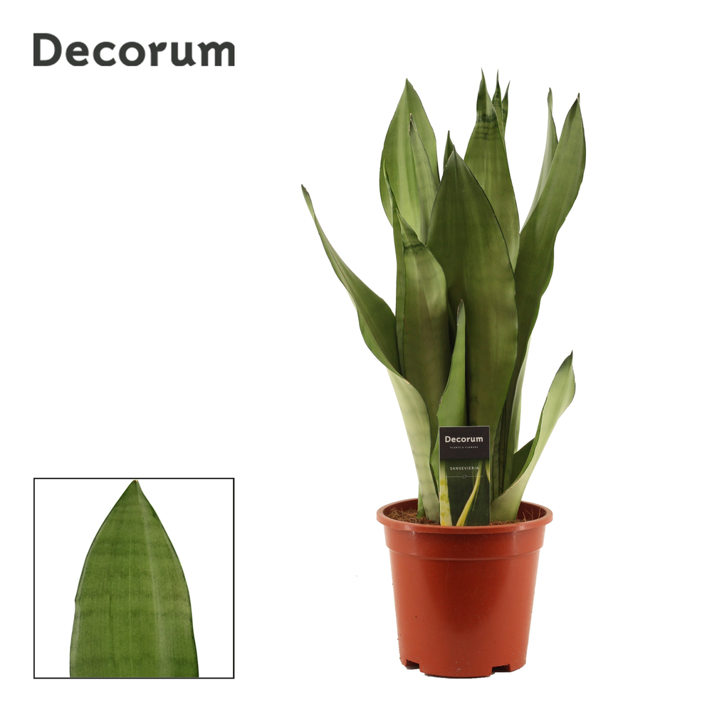Sansevieria Moonshine 17 cm (Decorum).