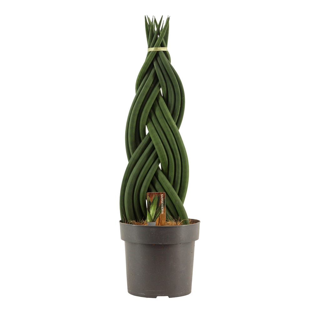 Sansevieria cylindrica 17 cm braid.