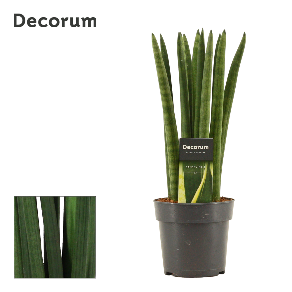 Sansevieria Cylindrica 12 cm Straight (Decorum).