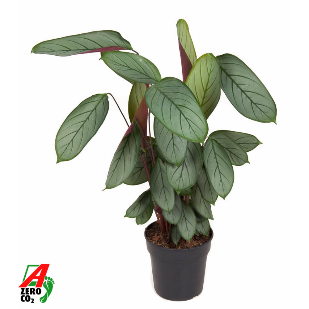 Calathea Silverstar.