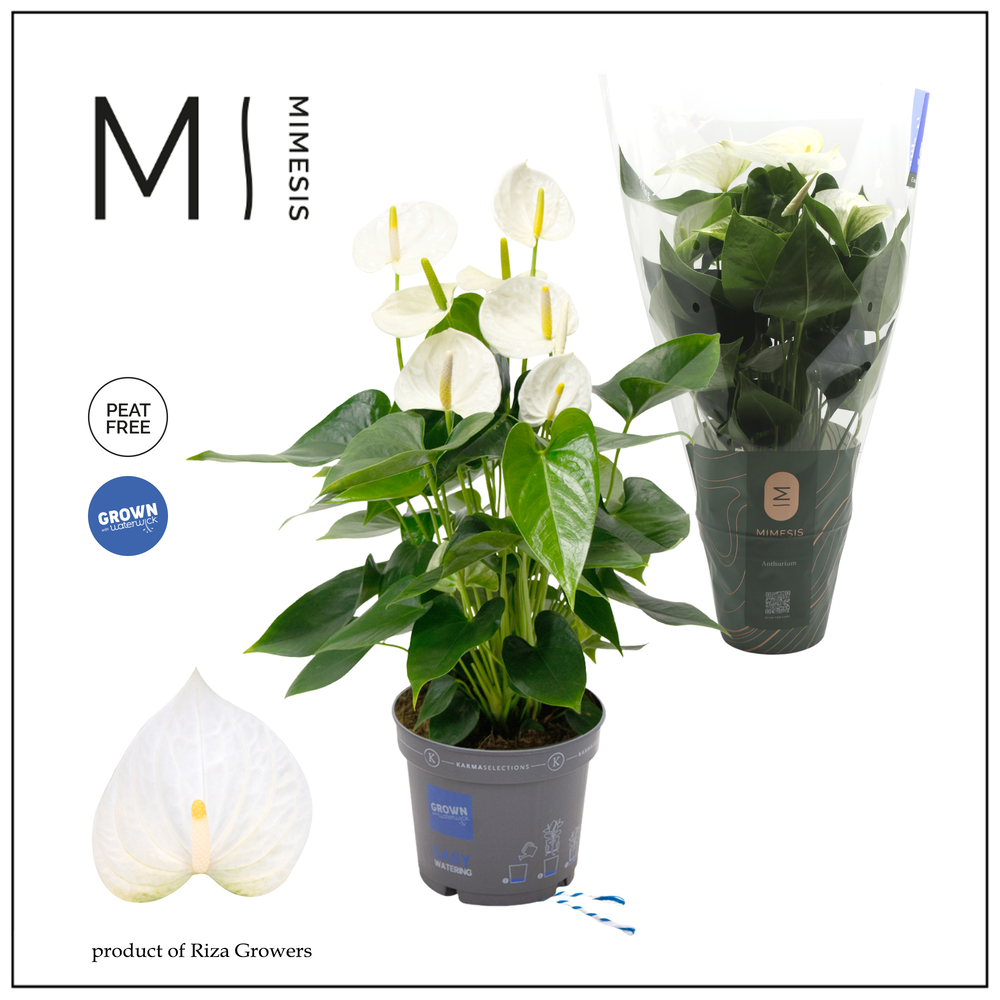 Mimesis Anthurium KARMA White Compact - 17cm.