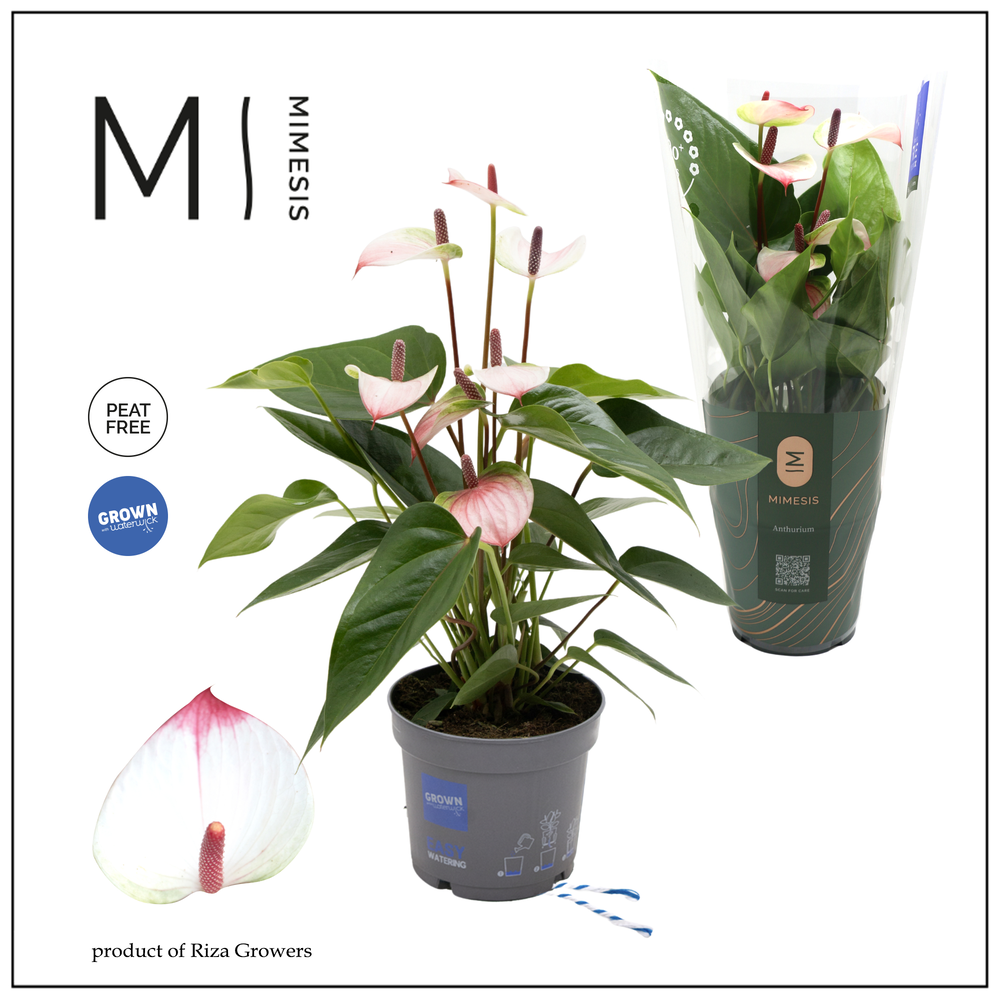 Mimesis Anthurium Karma Lipa Pink - 12 cm.