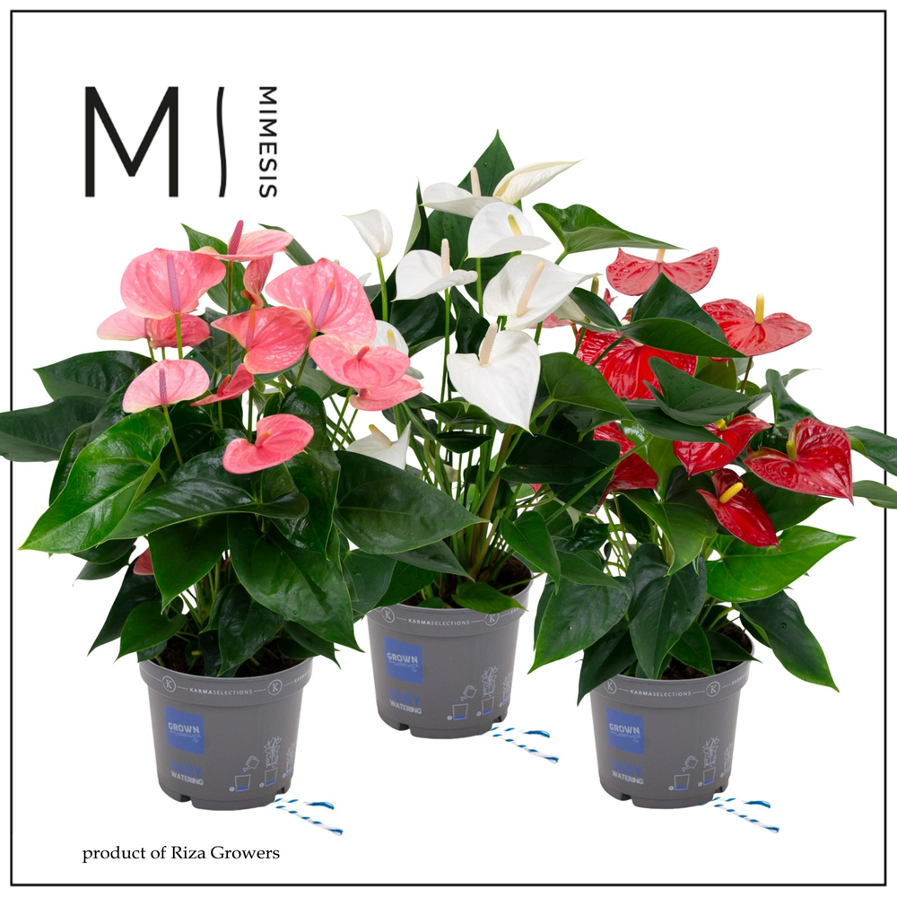 Mimesis Anthurium KARMA Grandiflora mix - 17 cm.
