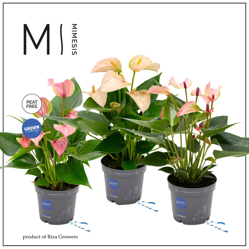 Mimesis Anthurium KARMA Multiflora mix - 9cm.