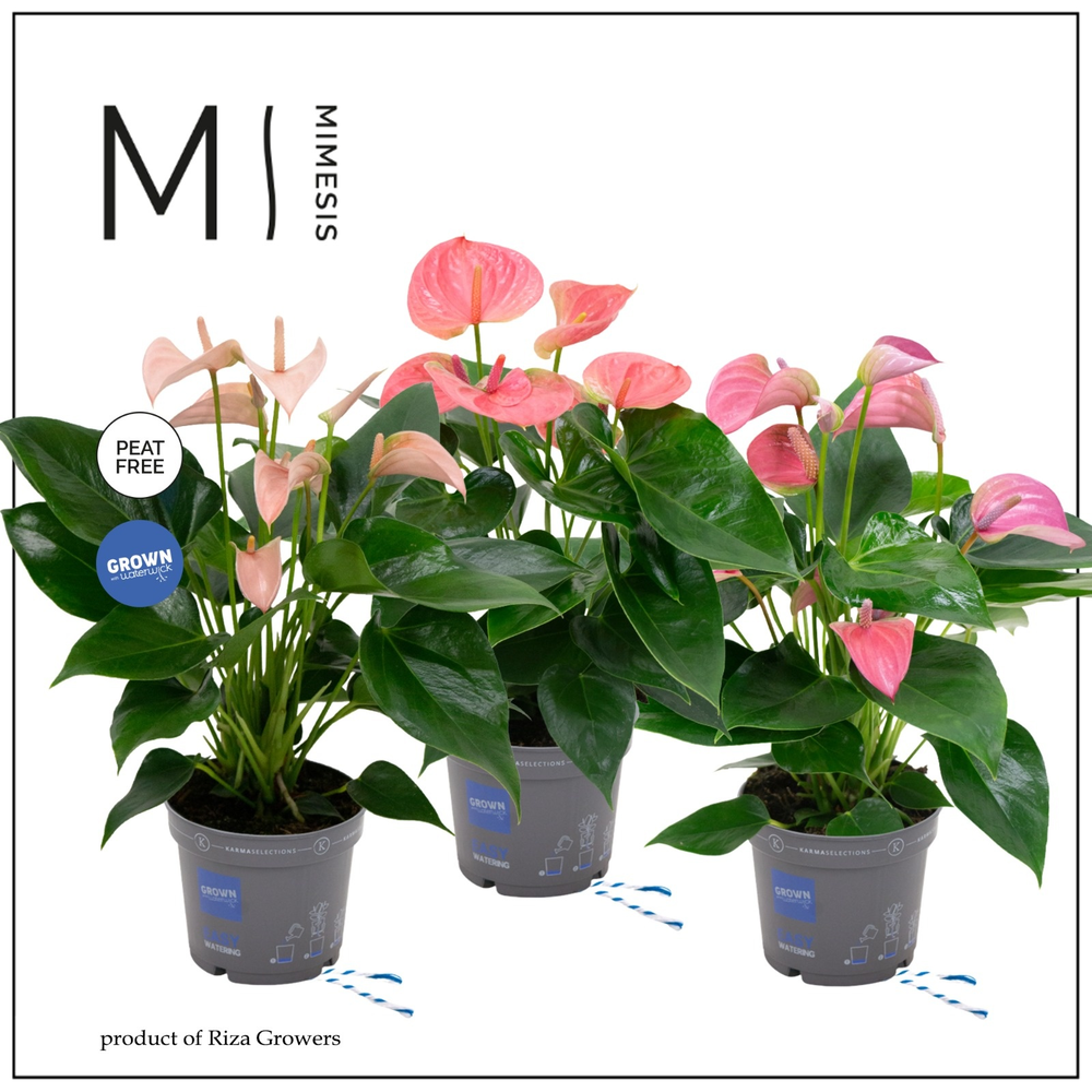 Mimesis Anthurium KARMA Pink mix - 12 cm.