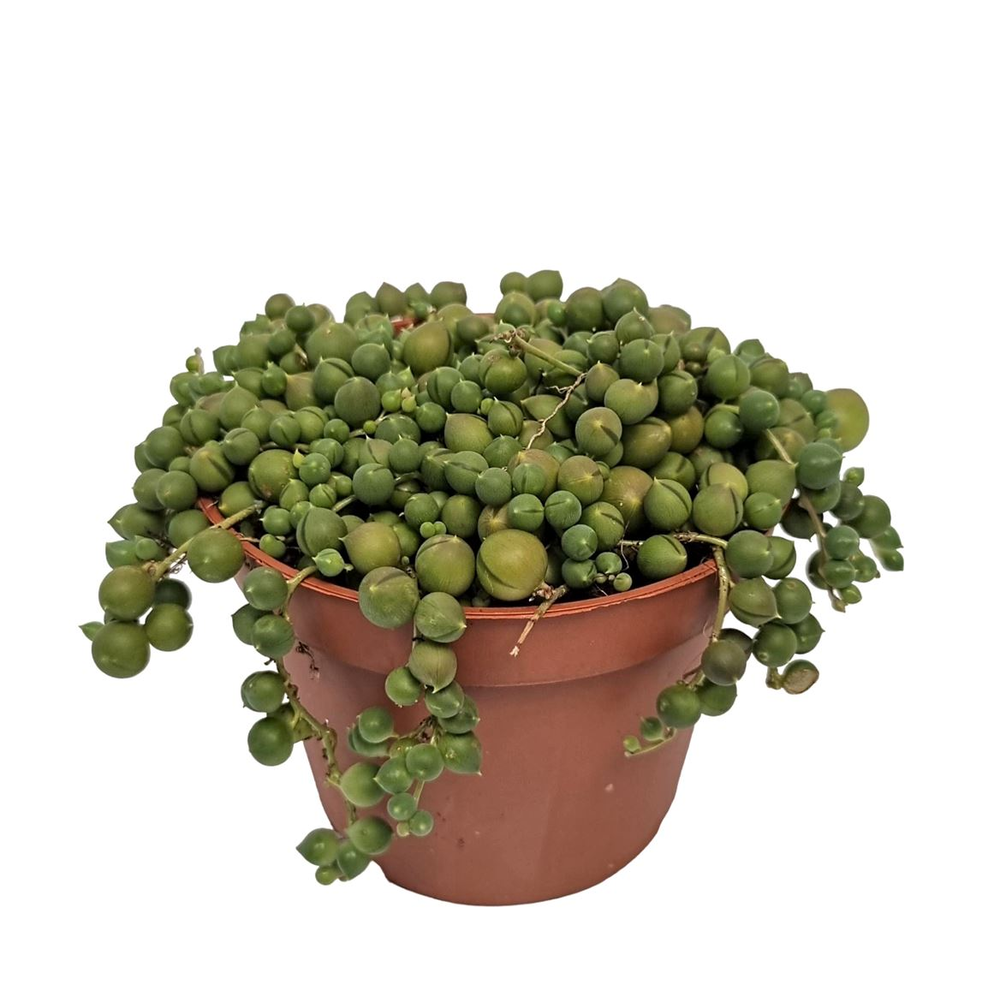 Senecio Rowleyanus.