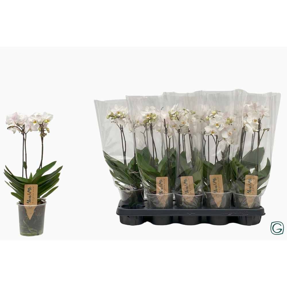 Multiflora 2tk white 22+.