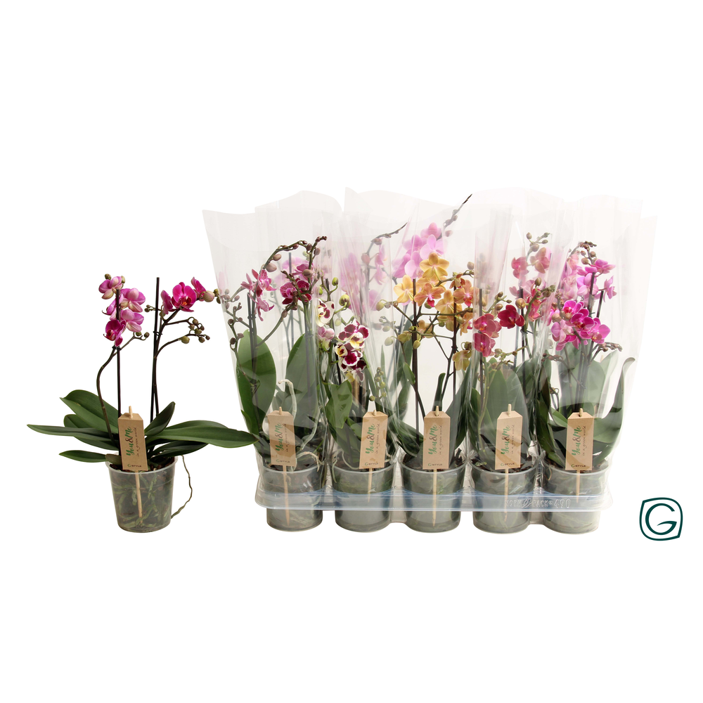 Multiflora 2tk mix 18+ fl..