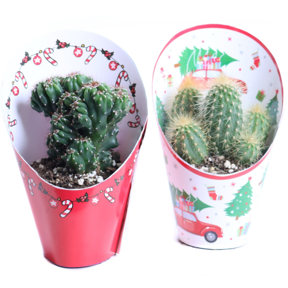 Cactus mix 8,5 cm in kerst potcover.
