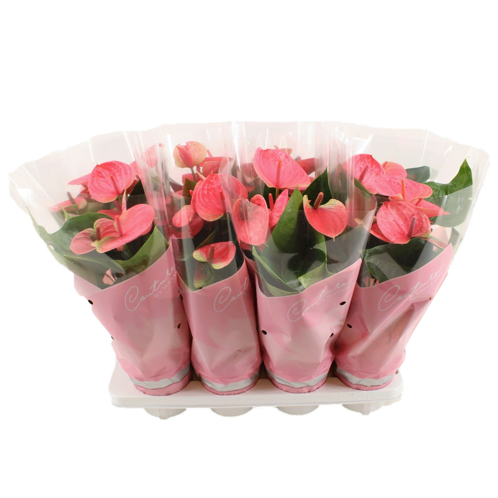 Anthurium Sweet Dream in Couture sleeve.