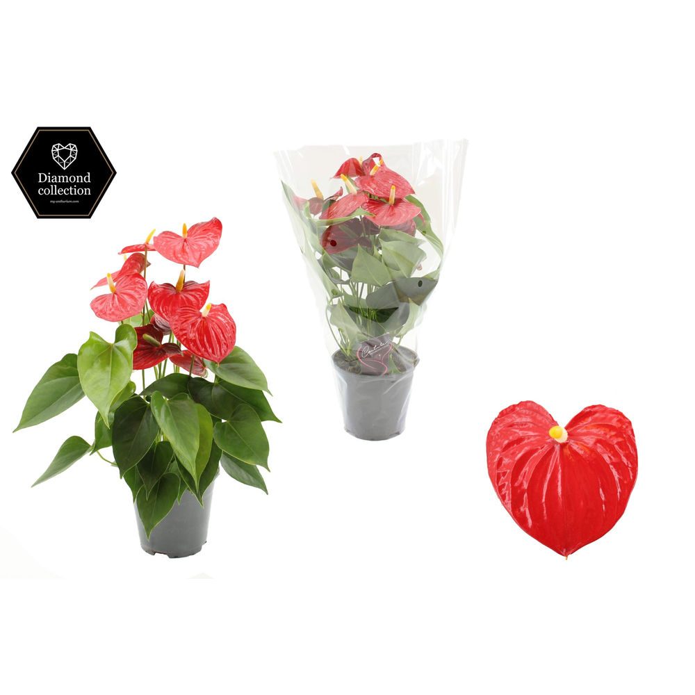 Anthurium Esudo 14 cm - Diamond Etiket - Blanco Ho.