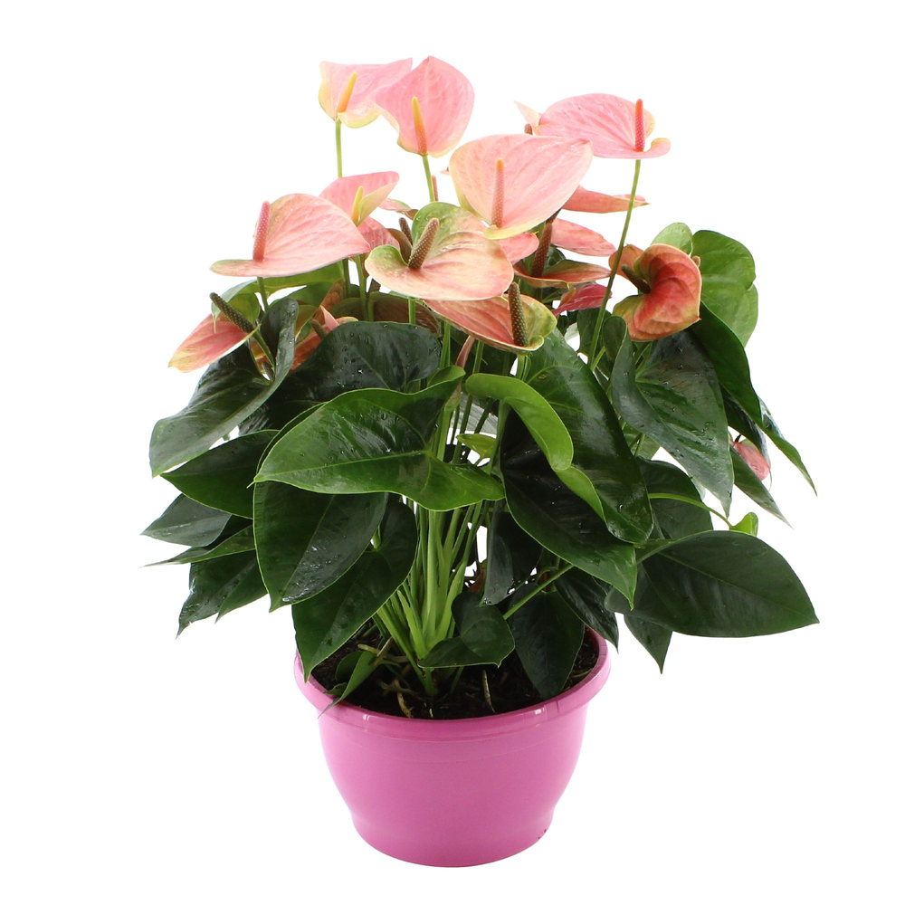 Anthurium Sweet Dream in Marly plastic bowl.