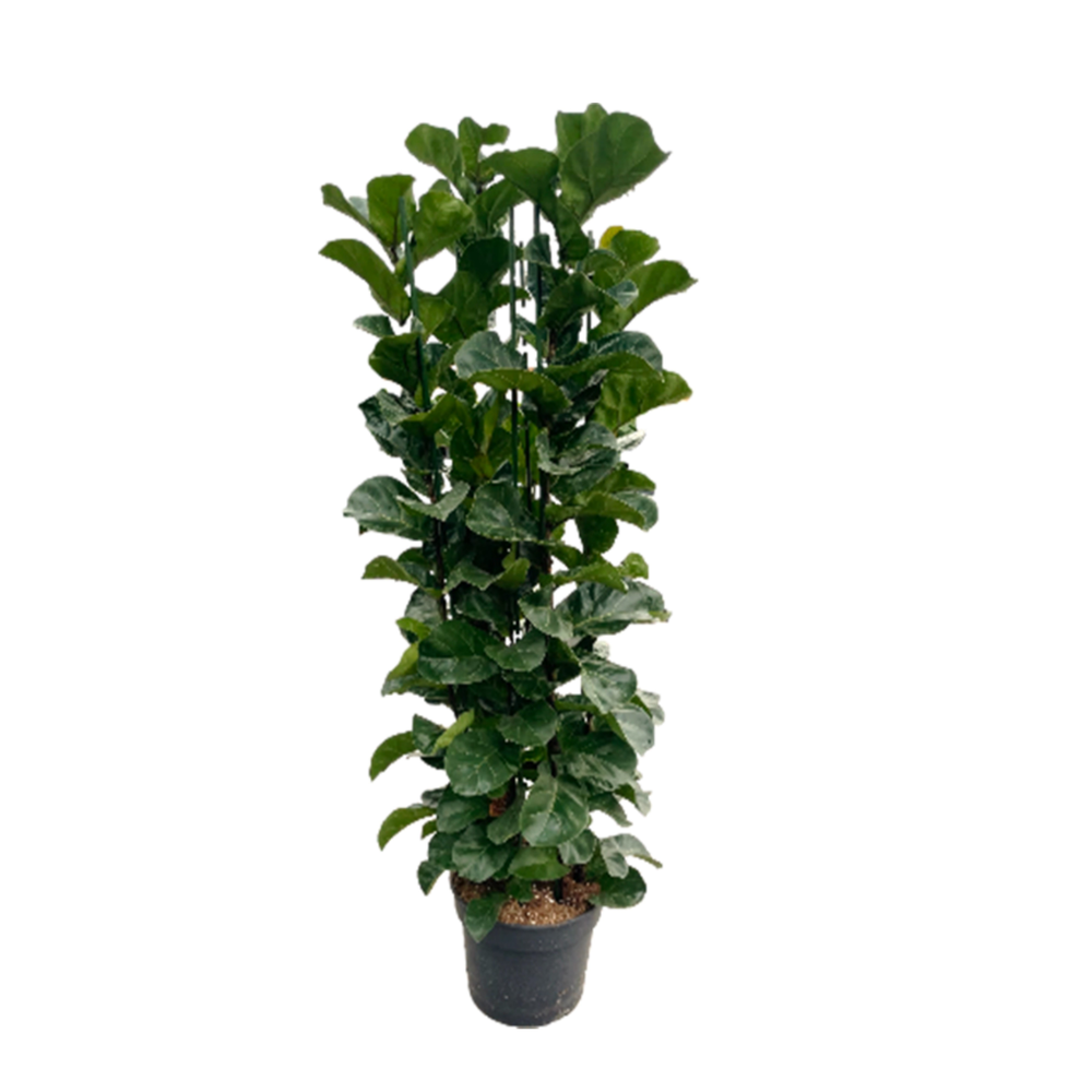Ficus lyrata "Bambino" p38 6pp 180+cm.