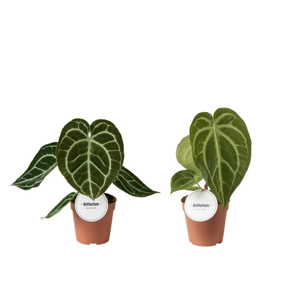 Anthurium Mix.