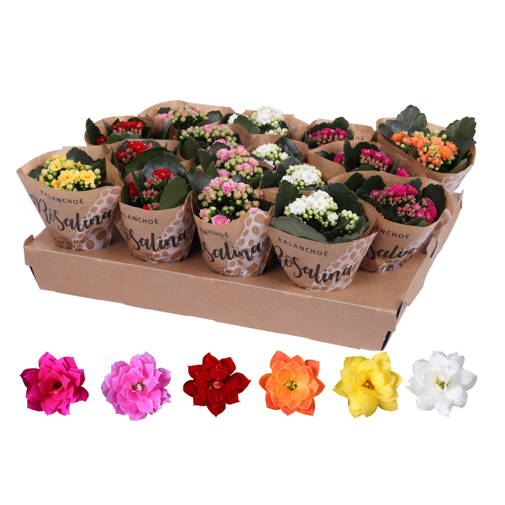 Kalanchoe Rosalina 06cm mix, papieren hoes.