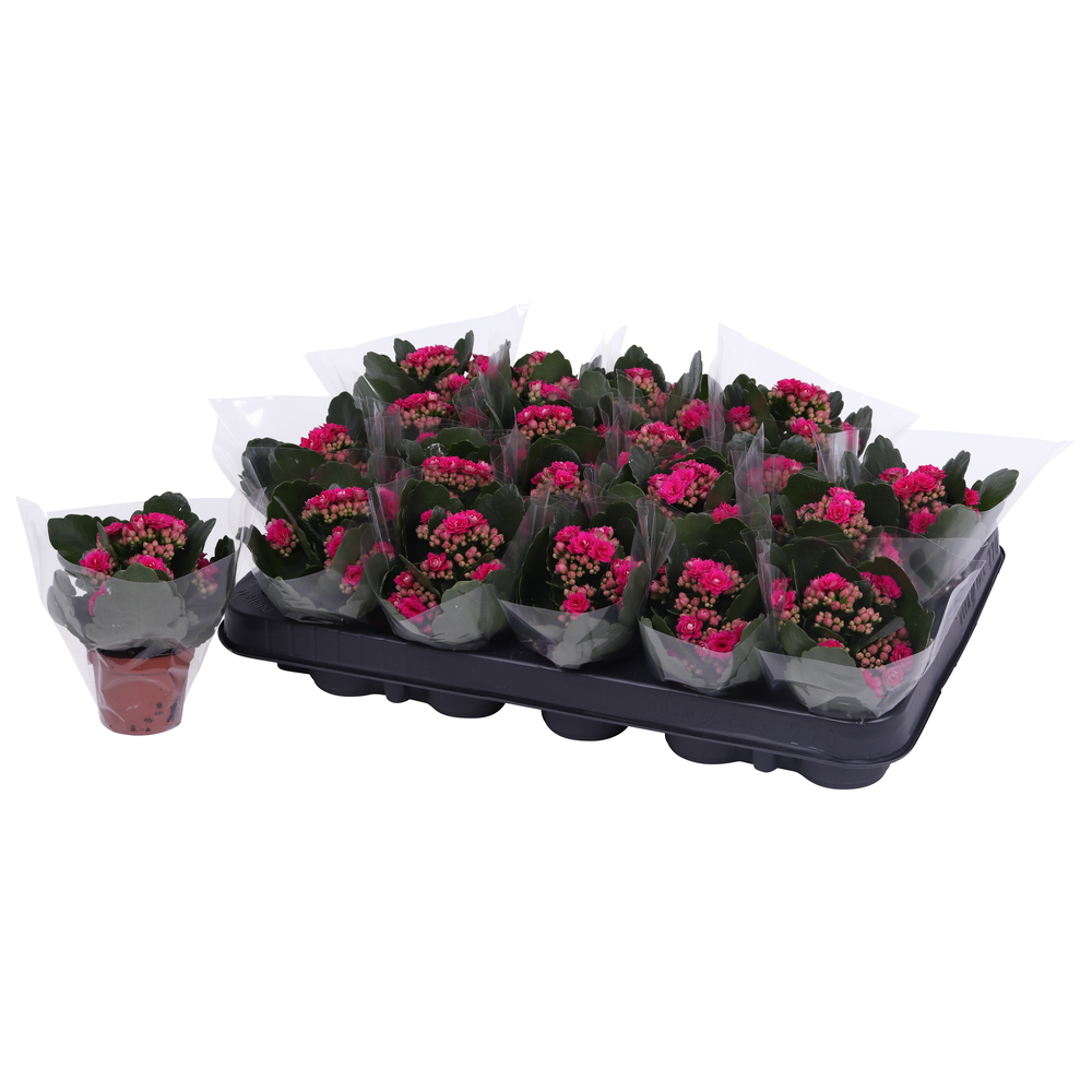 Kalanchoe Rosalina 06cm Don Victorio paars, Blanco.