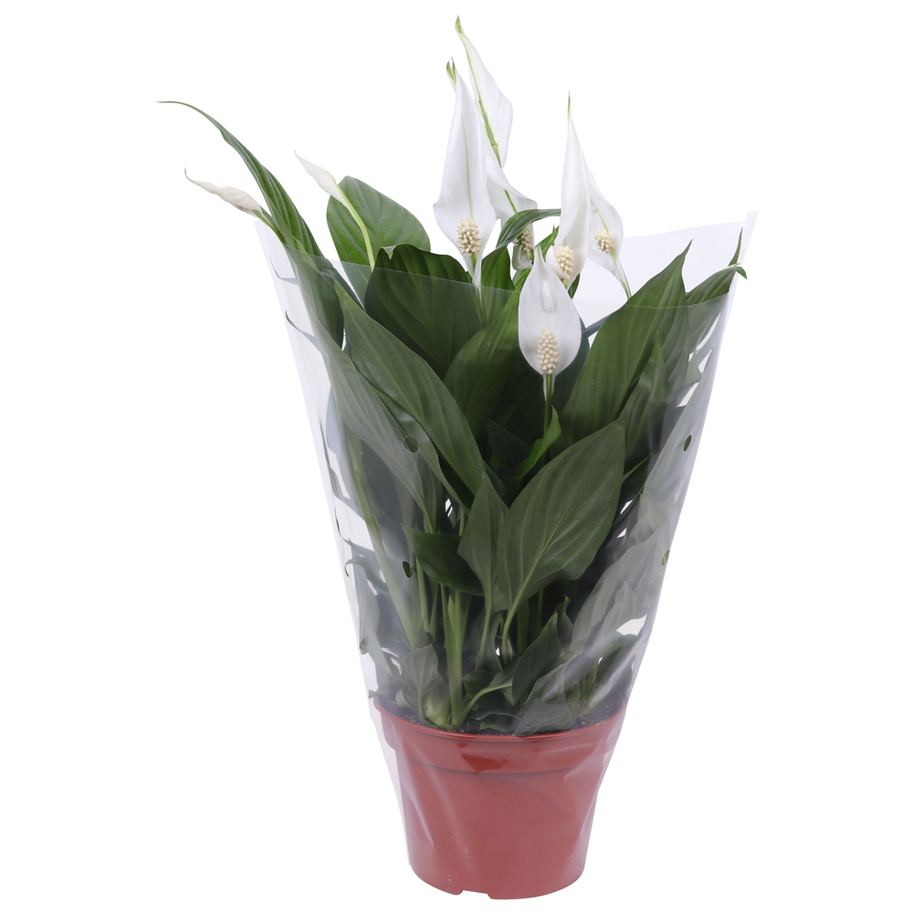 Spathiphyllum Pearl Cupido 15cm in blanco hoes.