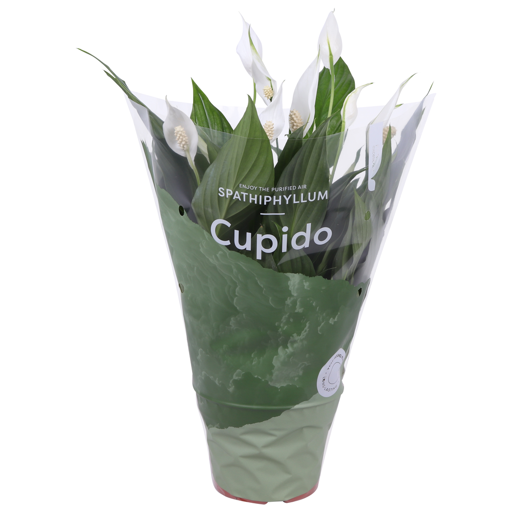 Spathiphyllum Pearl Cupido 15cm in Cupidohoes.