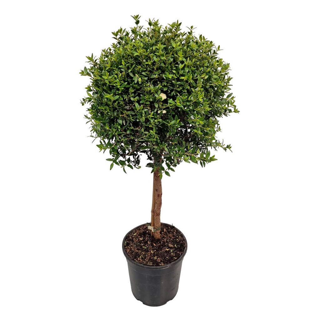 Myrtus Communis Stem - 1091.