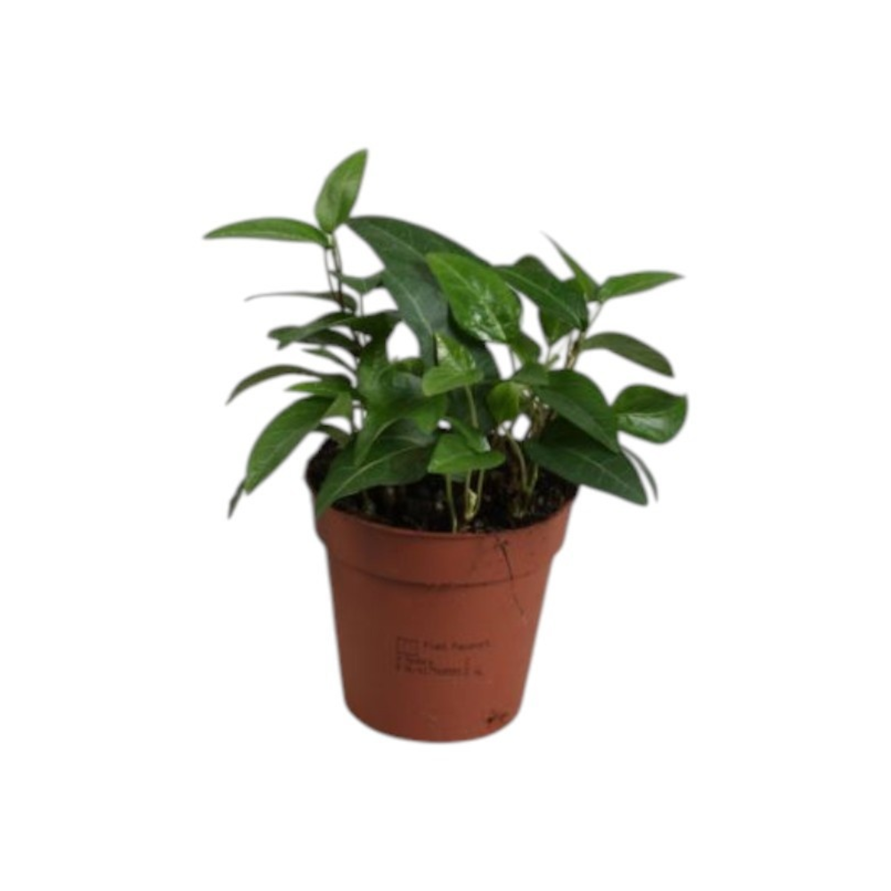 Hedera helix Linguesta.