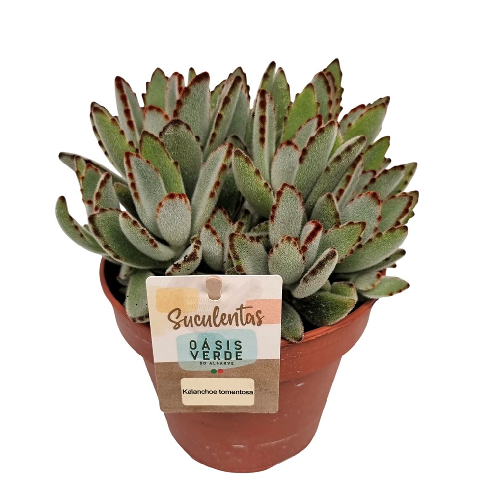 Kalanchoe Tomentosa - 1154.