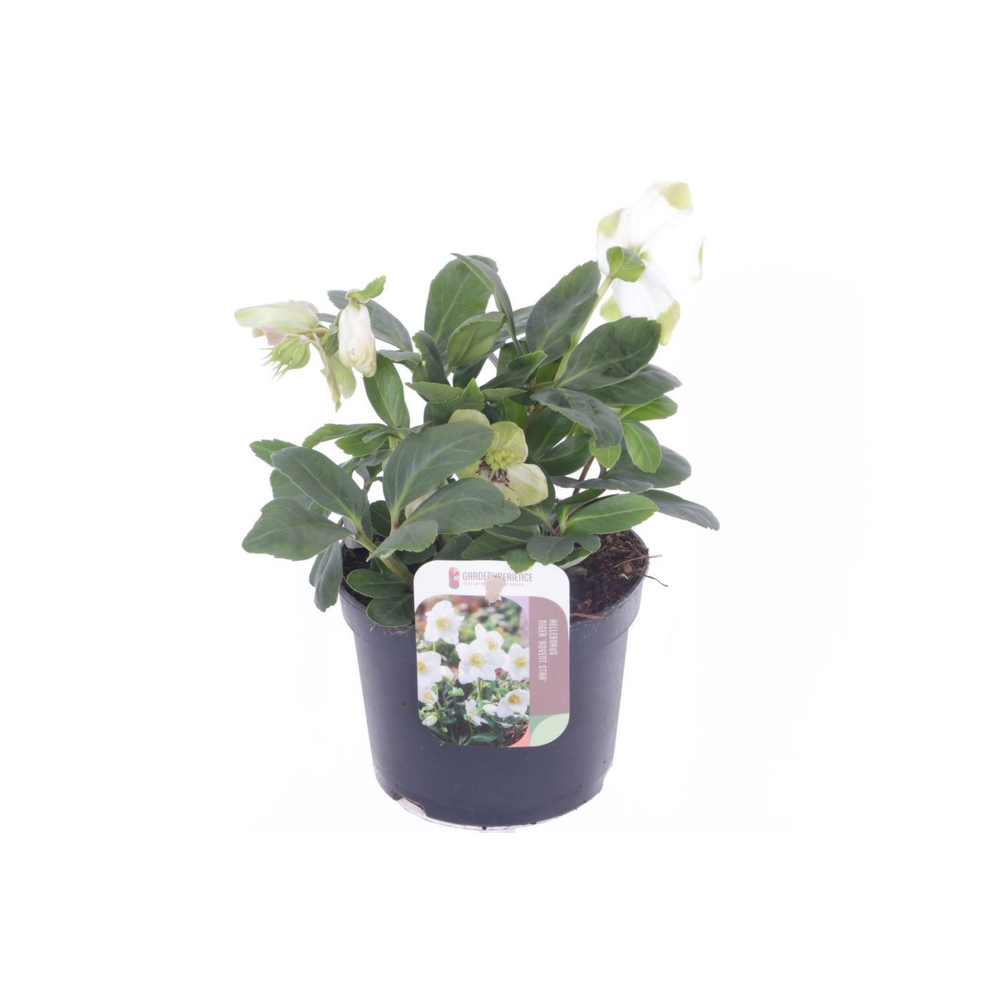 Helleborus niger Advent Star.