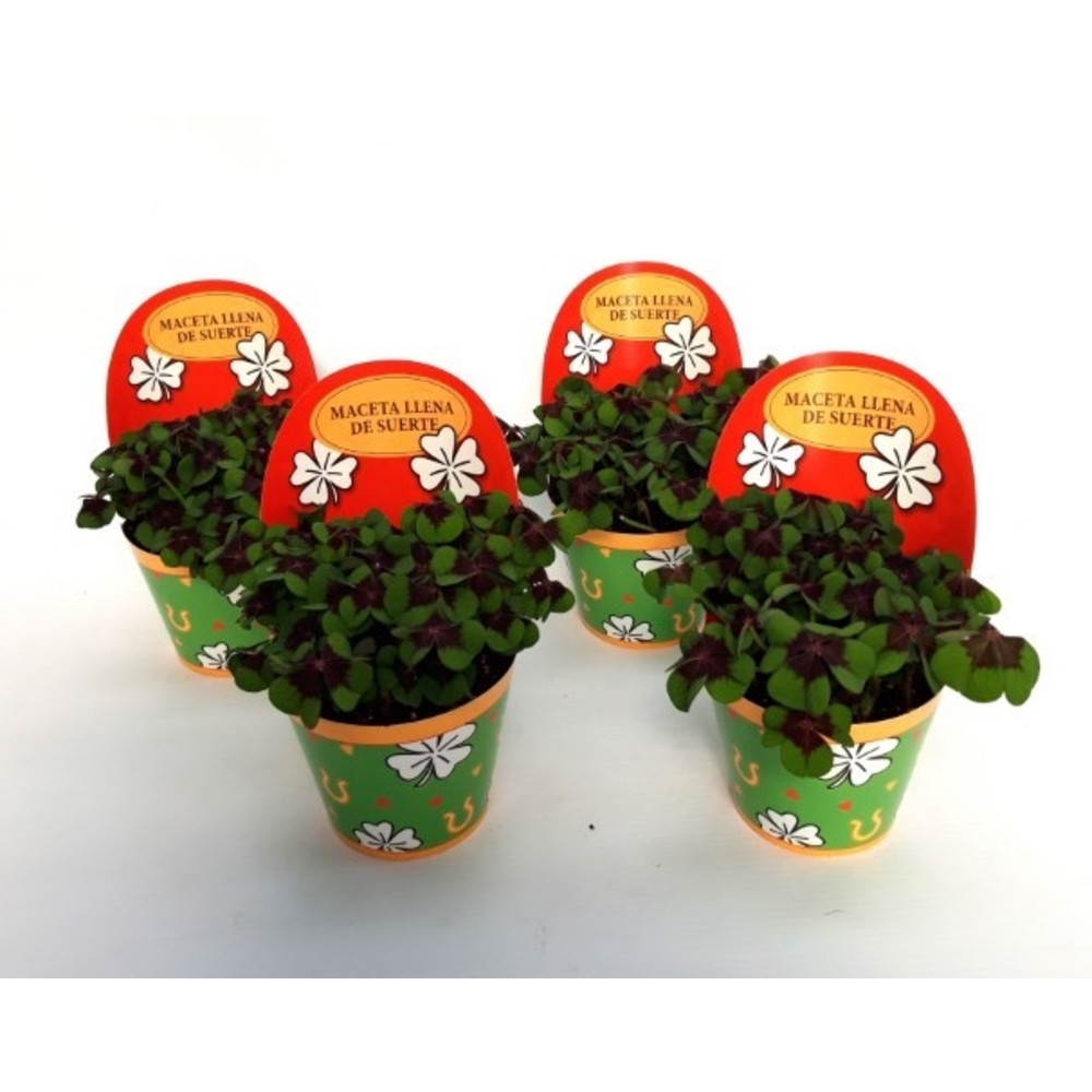 Oxalis deppei Geluk Spaans.