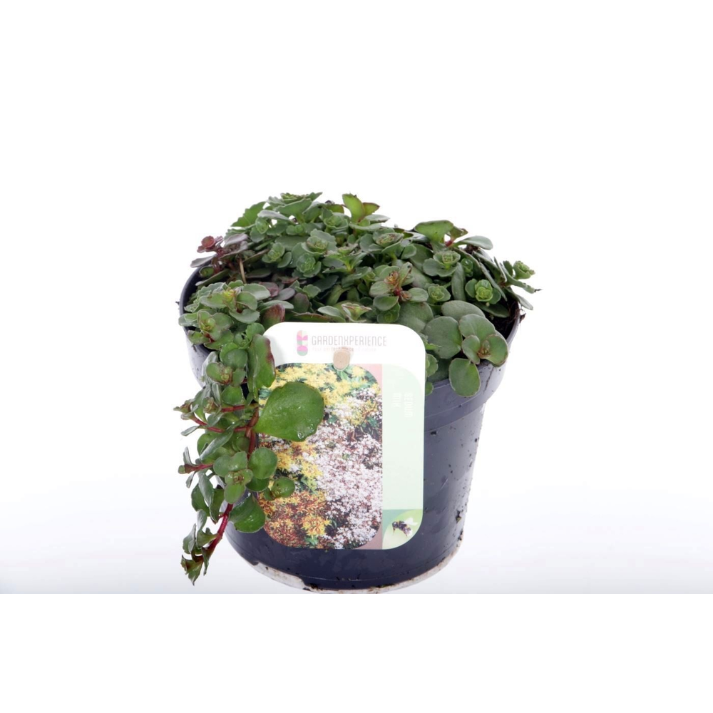 Sedum spurium Coccineum.