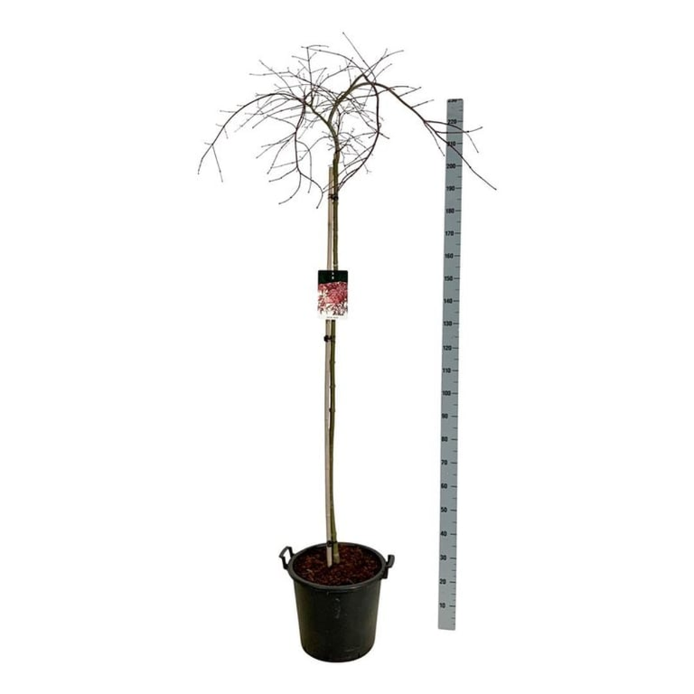 Acer pal. 'Garnet'.