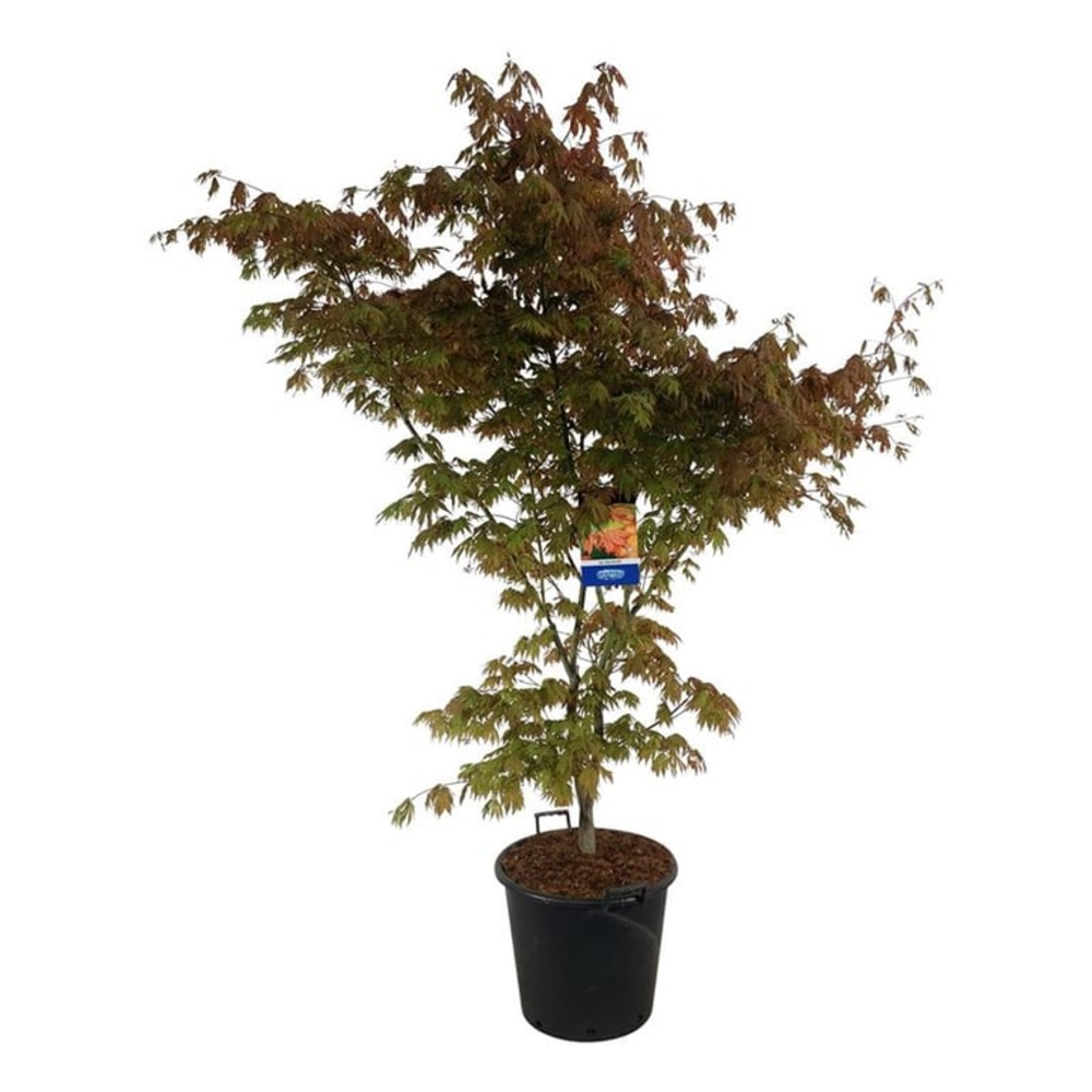 Acer North Wind ®.