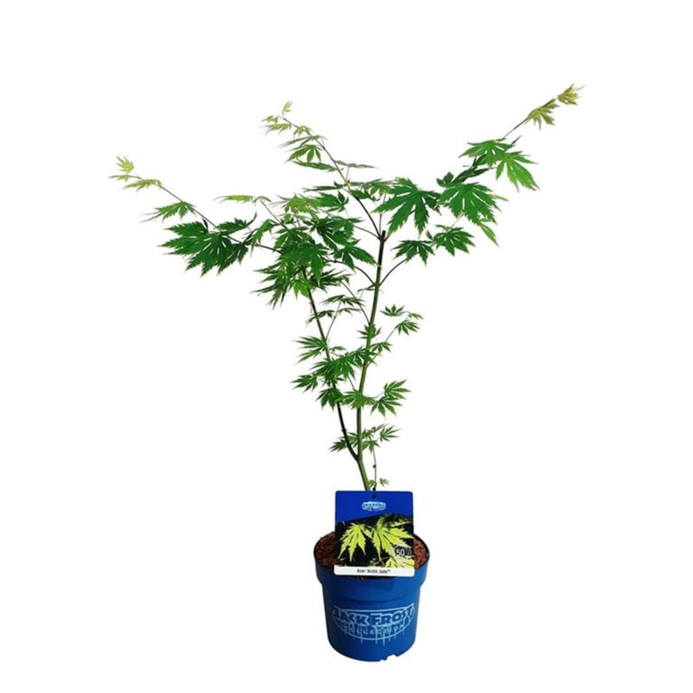Acer Arctic Jade ®.