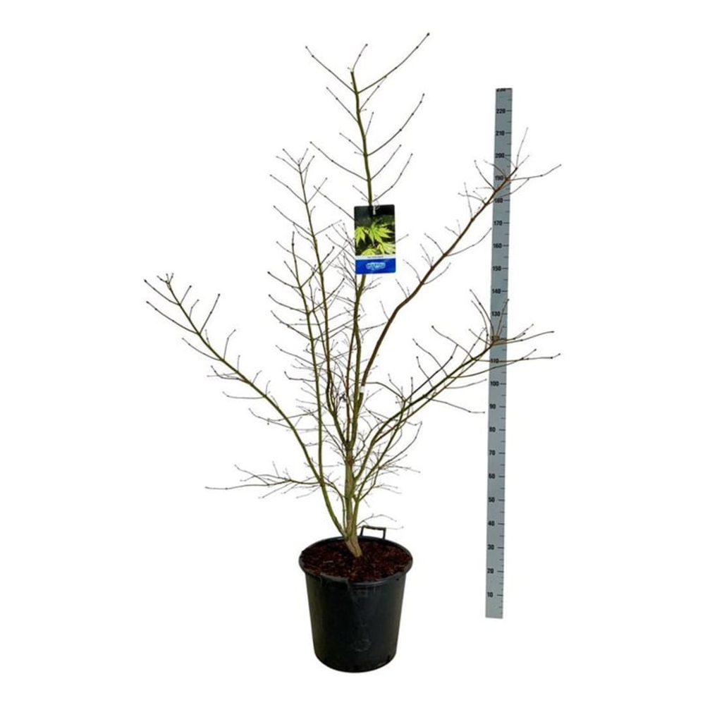 Acer Arctic Jade ®.