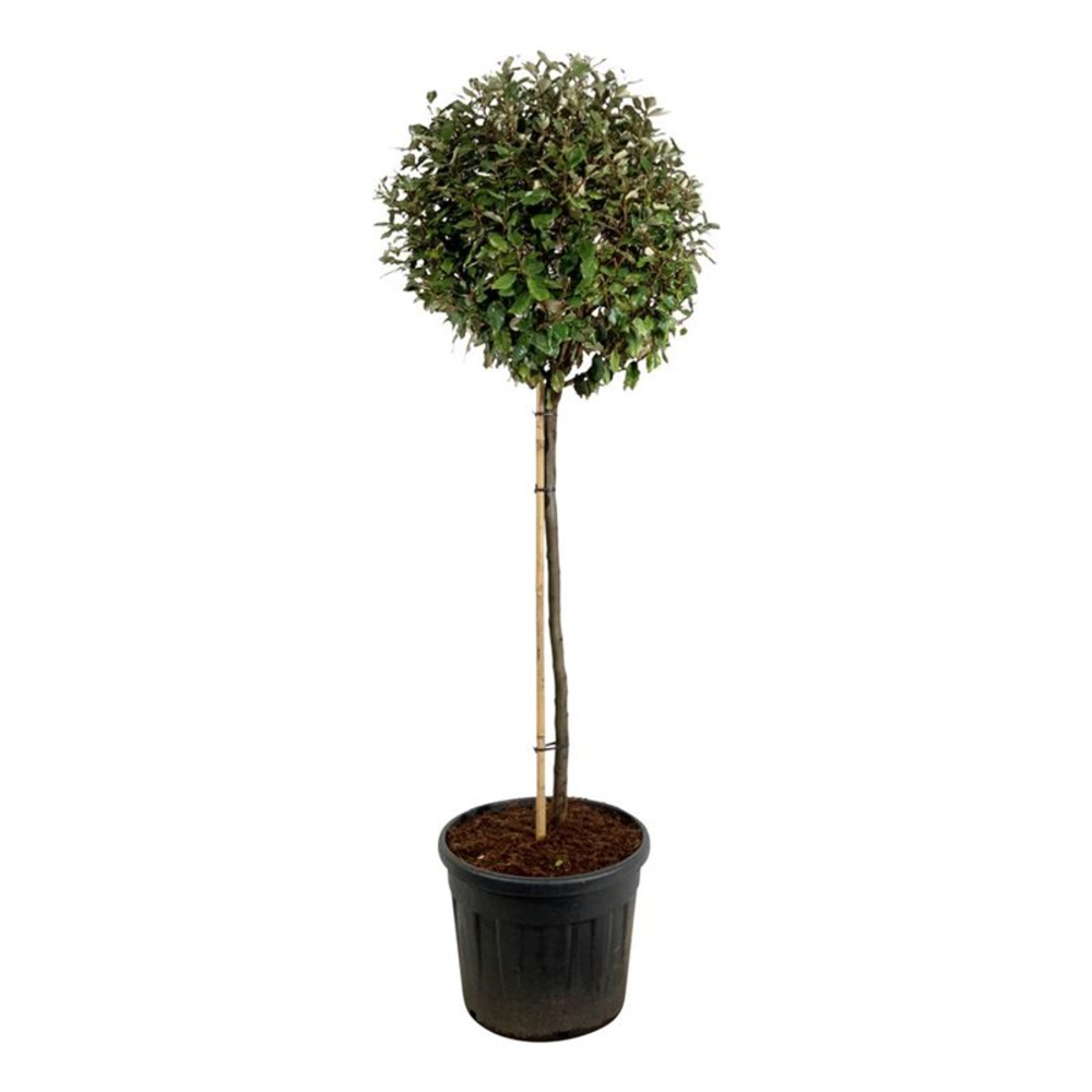 Elaeagnus ebb. 'Compacta'.