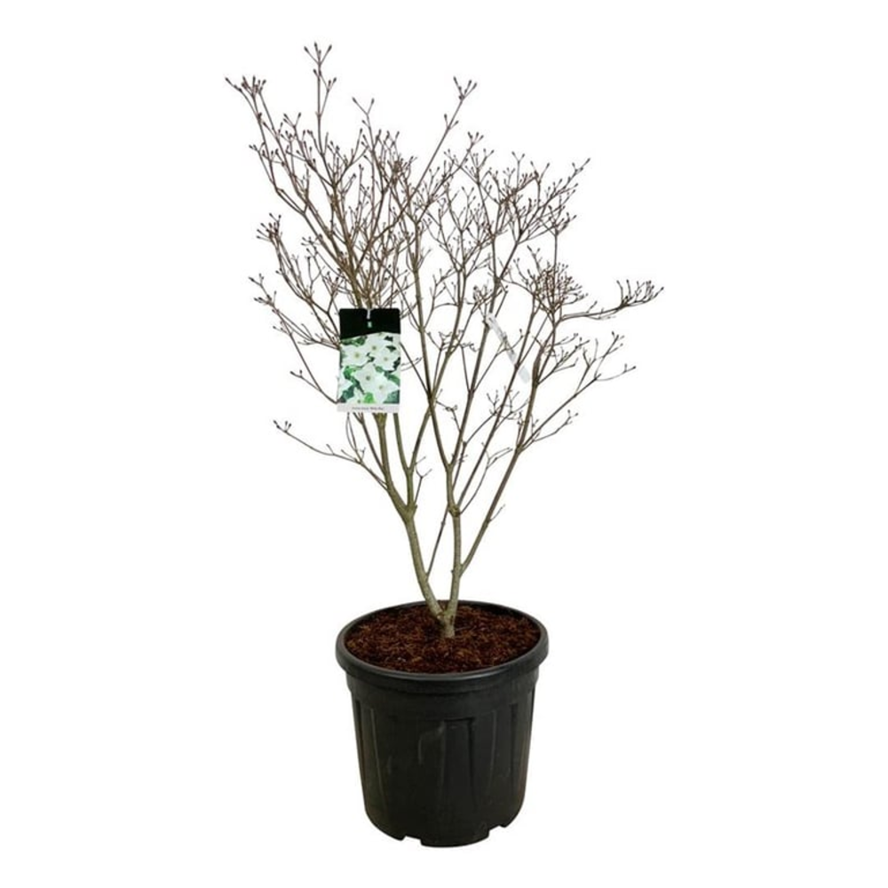 Cornus kousa 'Milky Way'.