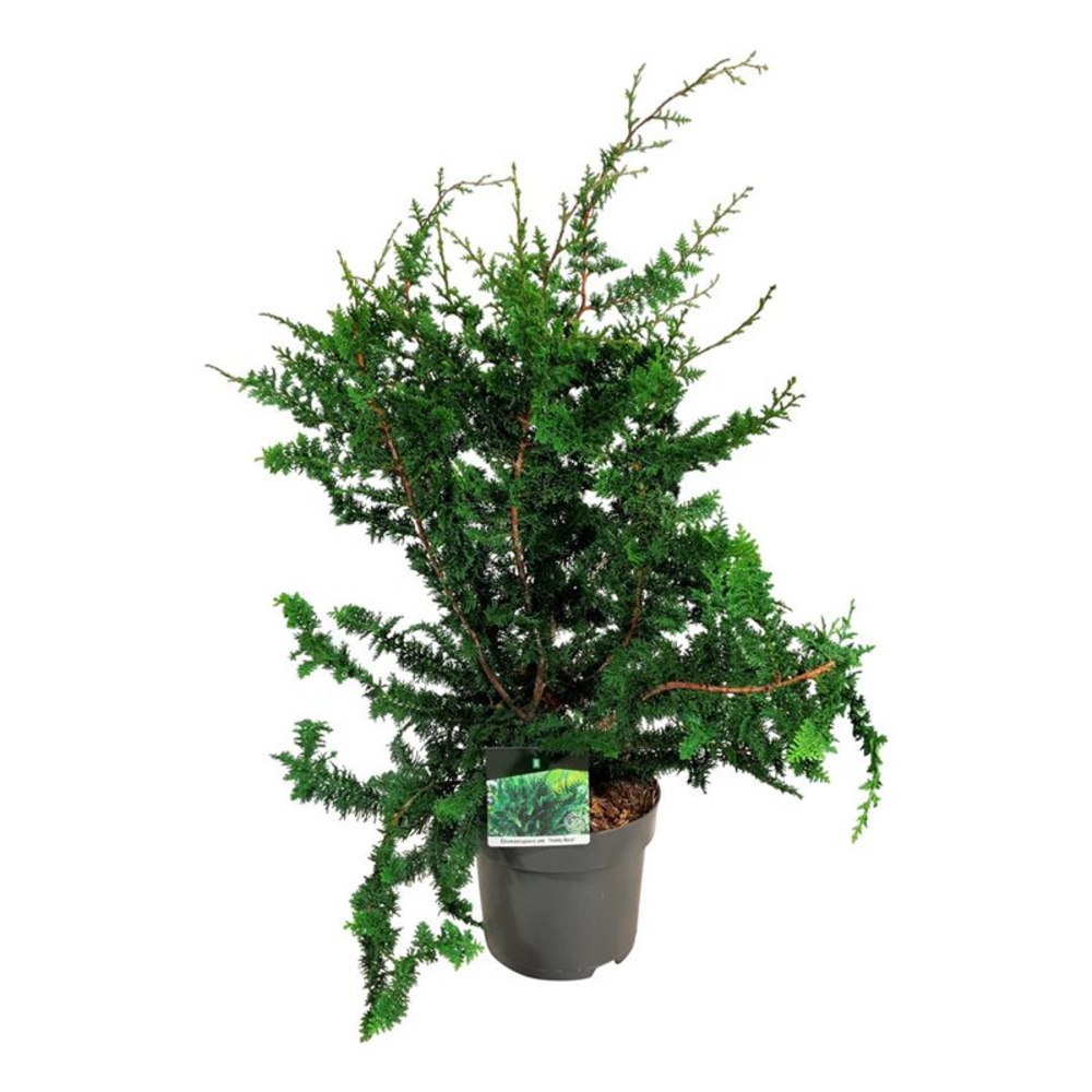 Chamaecyparis o. 'Teddy Bear'.