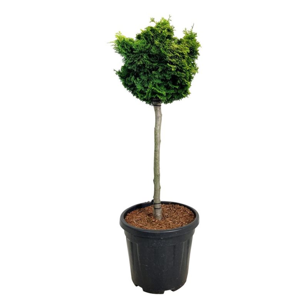 Chamaecyparis o. 'Nana Aurea'.