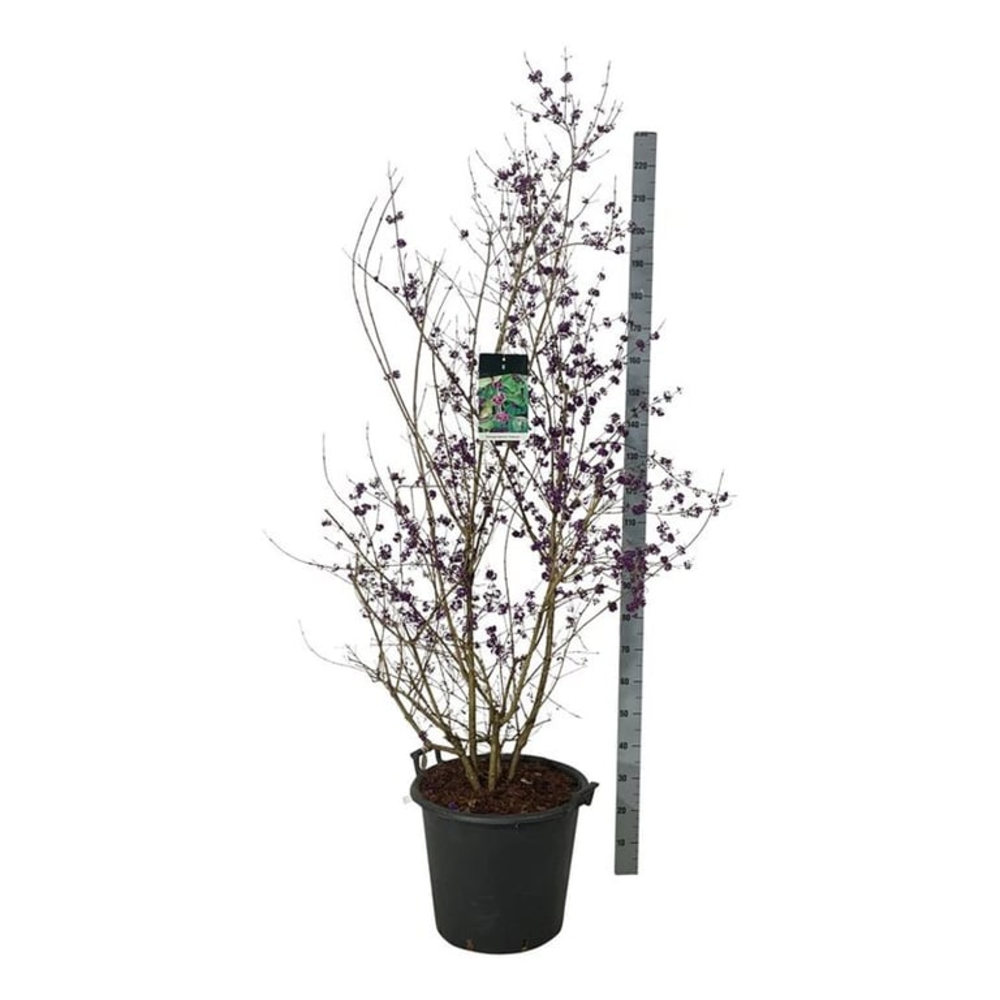 Callicarpa bodinieri 'Profusion'.