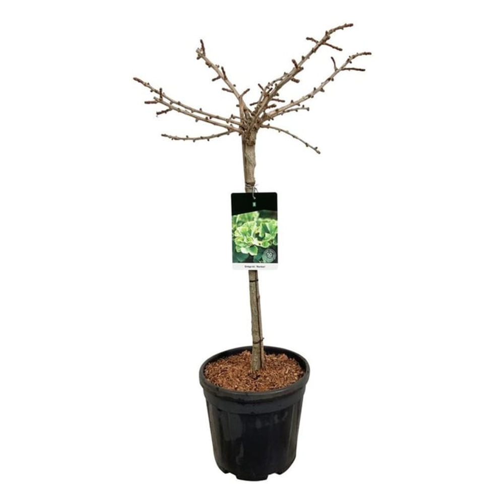 Ginkgo biloba 'Mariken'.