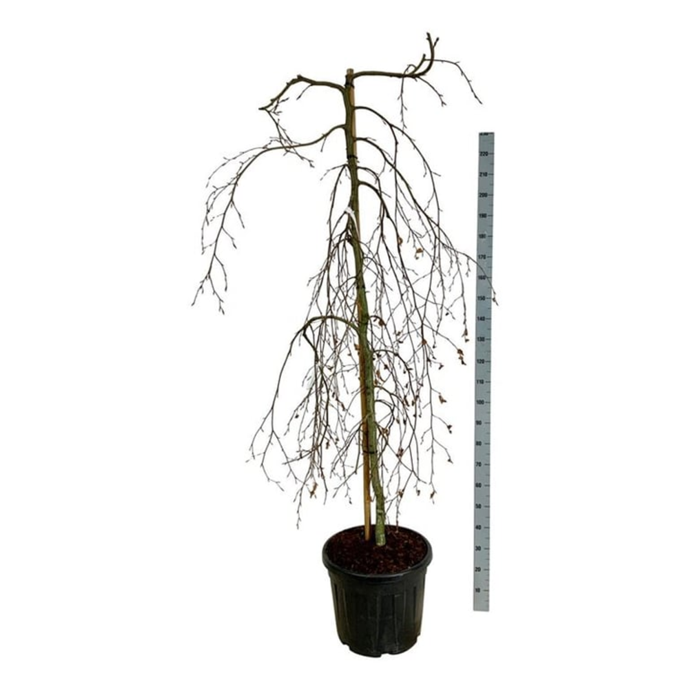 Fagus syl. 'Pendula'.