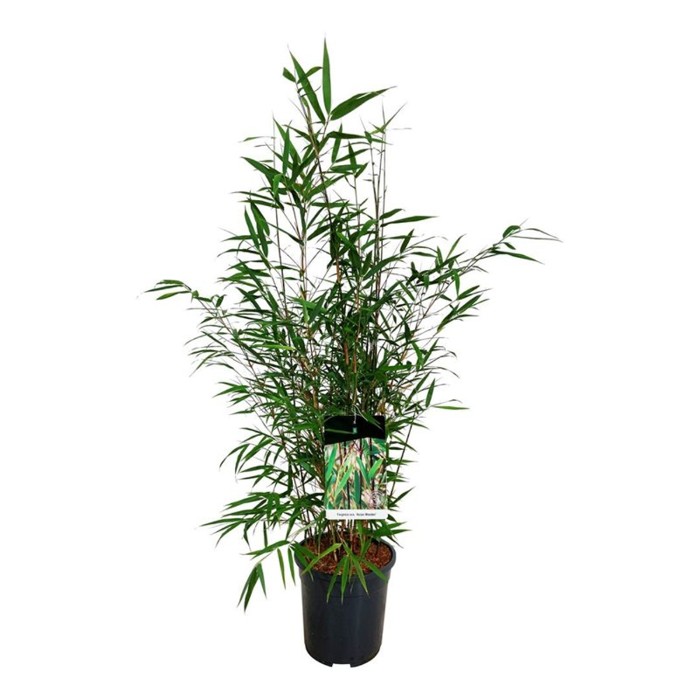 Fargesia scabrida 'Asian Wonder'.