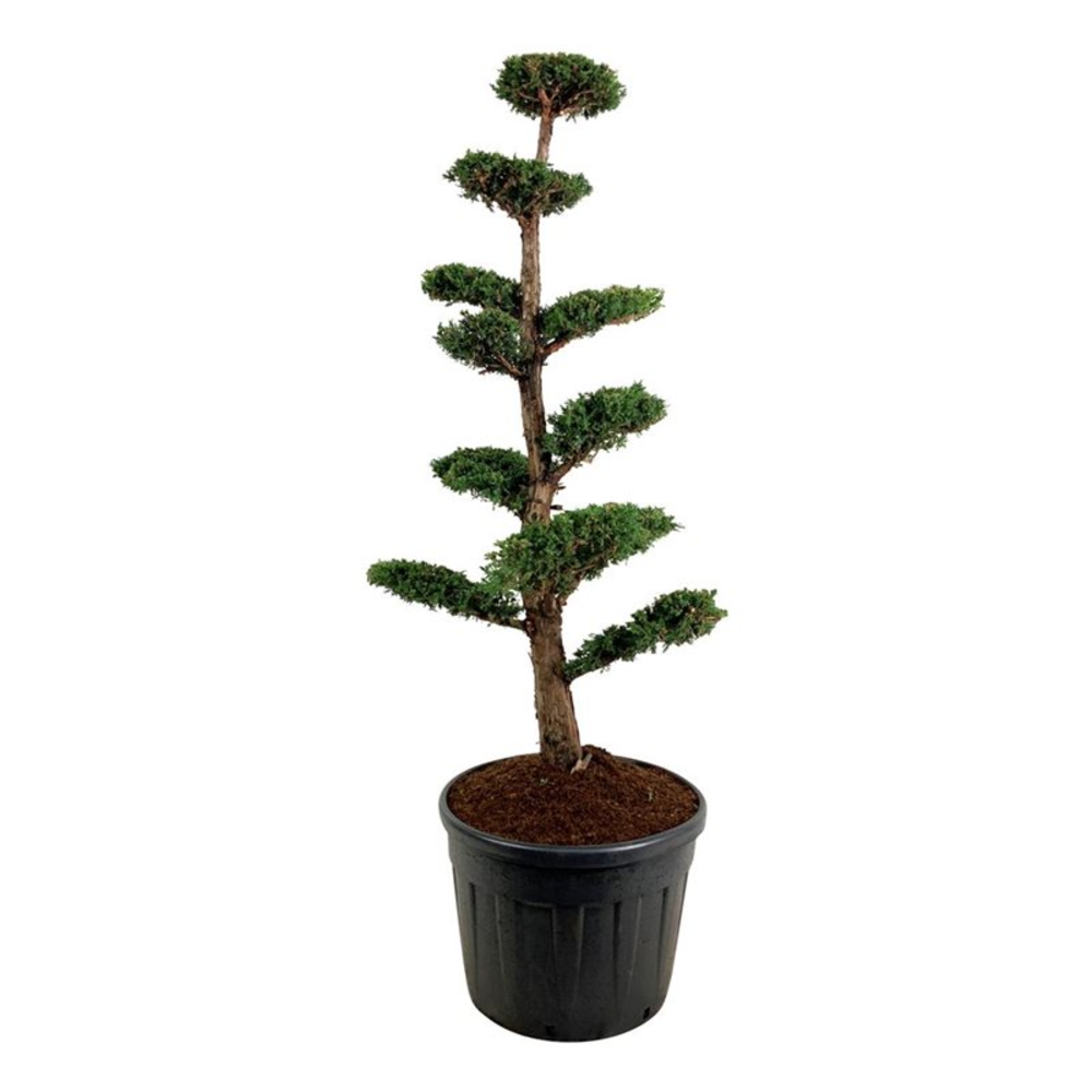 Juniperus chin. 'Monarch'.