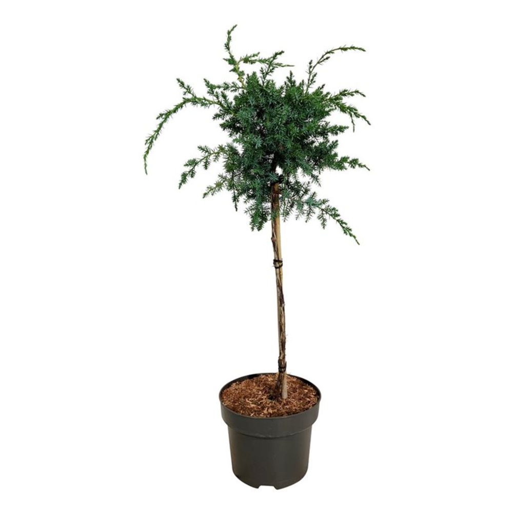 Juniperus chin. 'Blue Alps'.