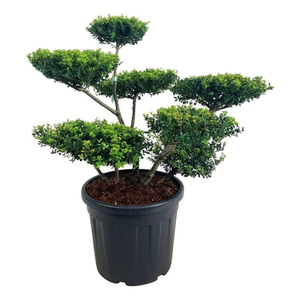 Ilex crenata 'Green Hedge'.