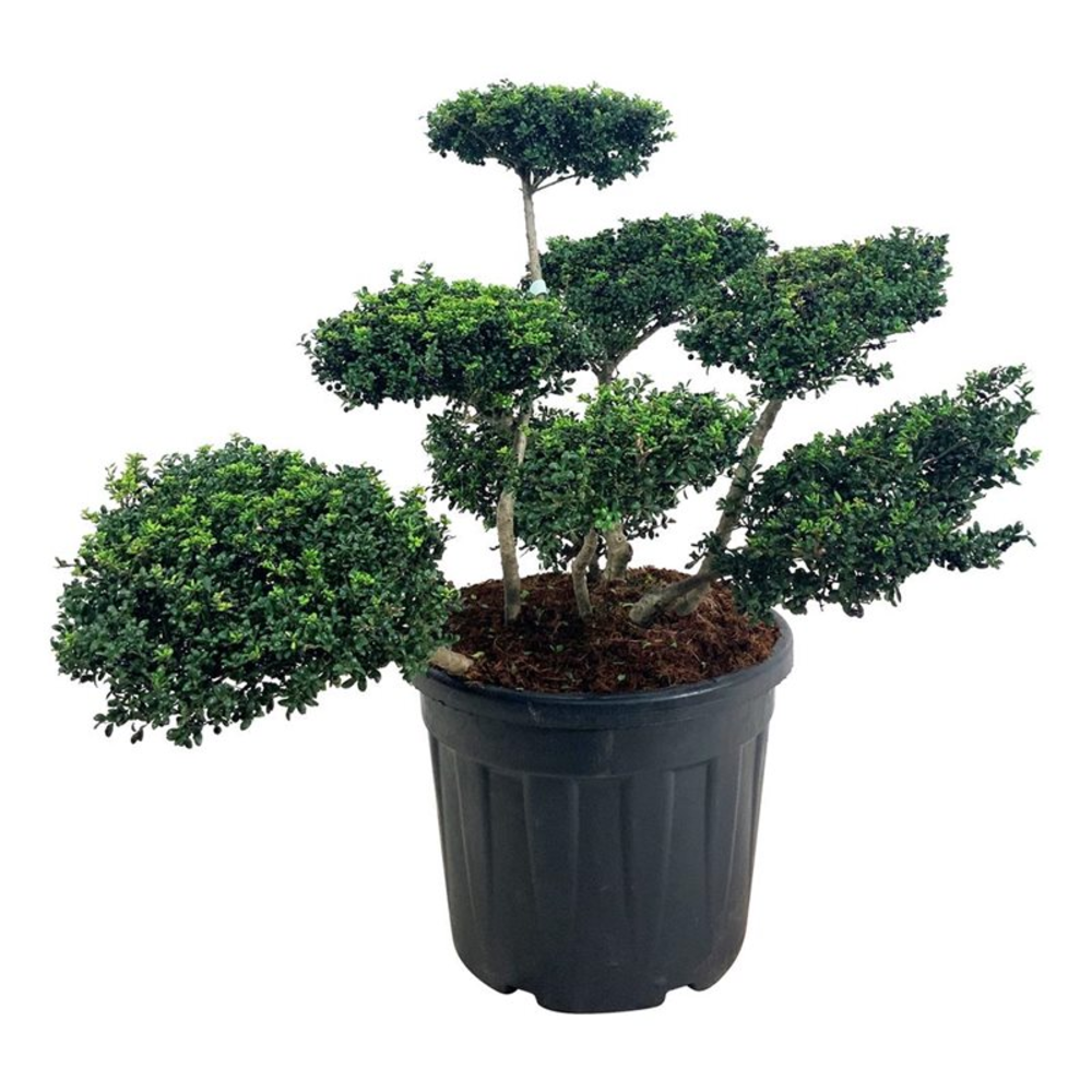 Ilex crenata 'Convexa'.
