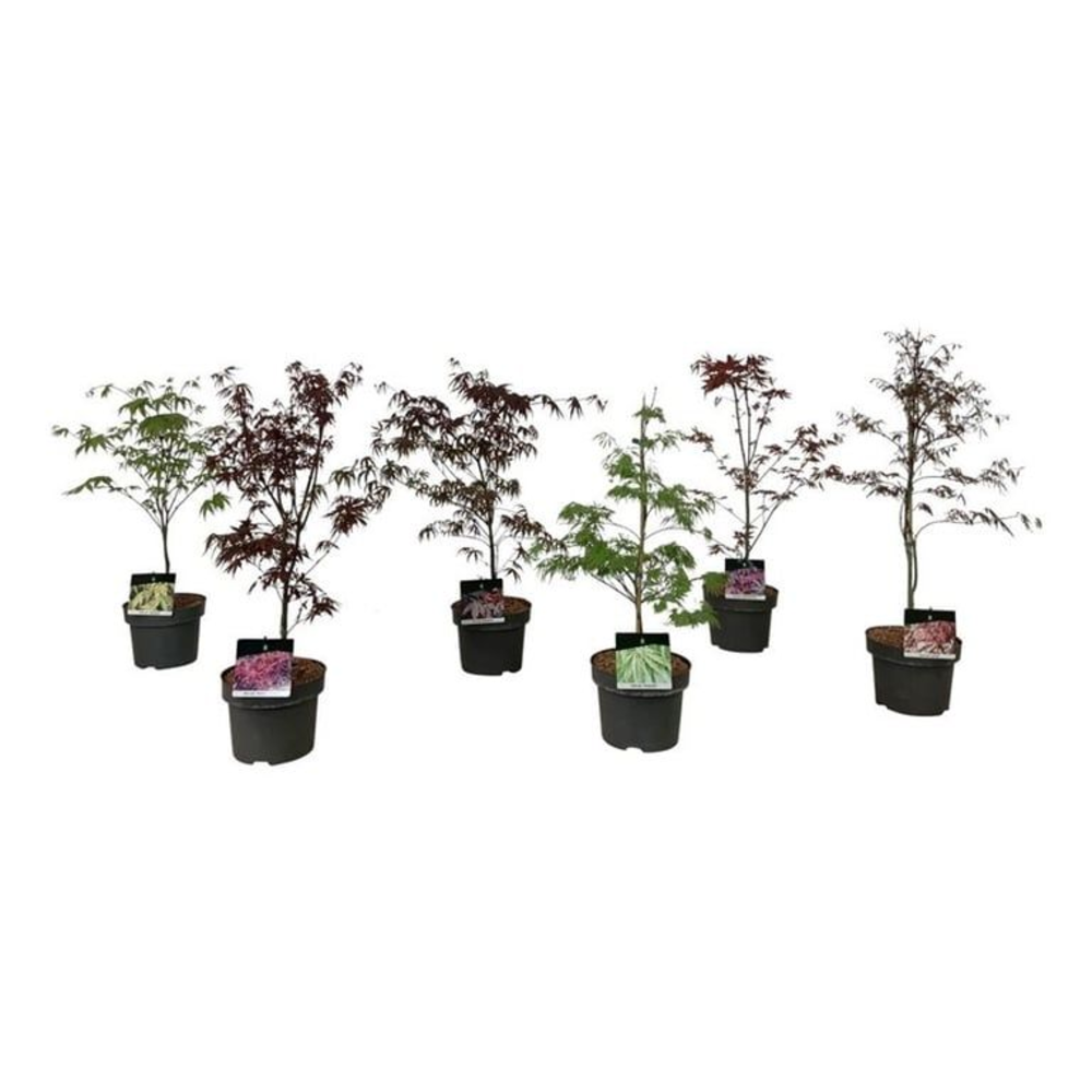 Mixlaag Acer palmatum veredeld.